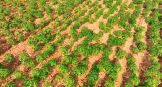 Cassava