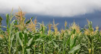 Maize
