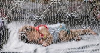 mosquito net