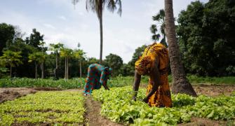 West Africa farming