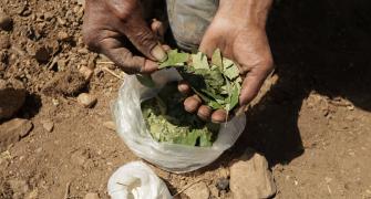 coca leaves