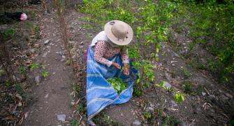 coca picking