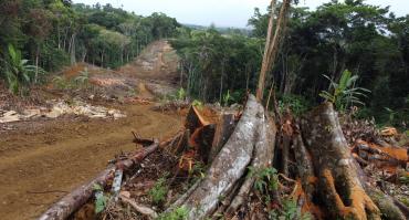 deforestation Amazon