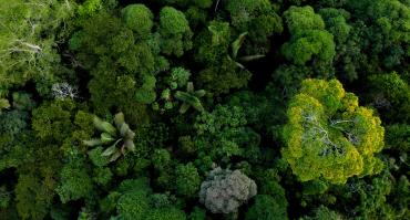 a forest, representing an ecosystem