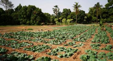 Agriculture in Kenya