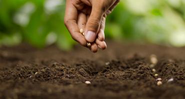 Planting seeds