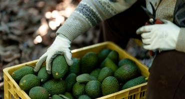 Mexican avocados