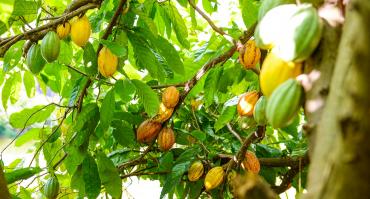 Cocoa in Brazil