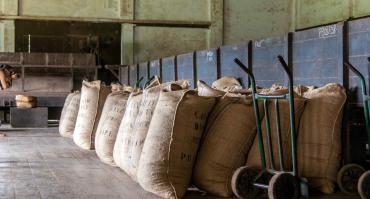 Bags of grain