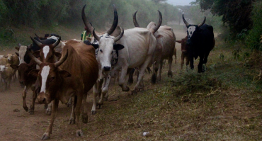 Livestock