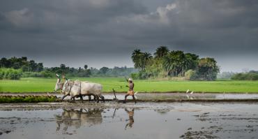 Rice paddy in India