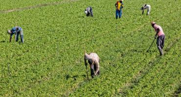 Workers on a farm
