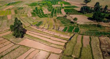 Rice field