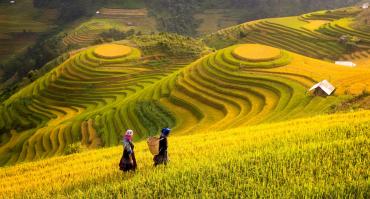 Agriculture in Vietnam