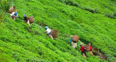 FLFP in Sri Lanka