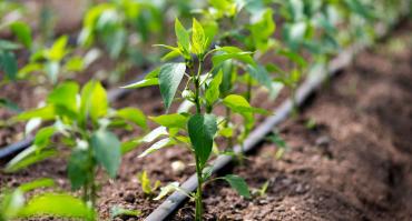 Irrigation