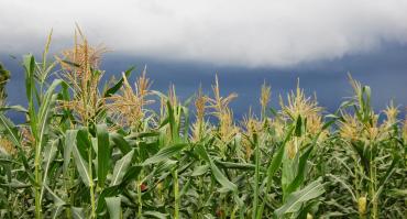 Maize