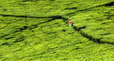 Uganda farm