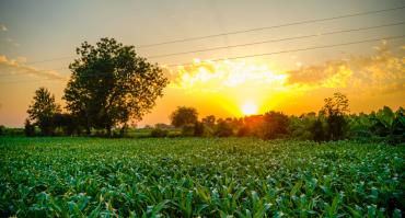 Farm in India
