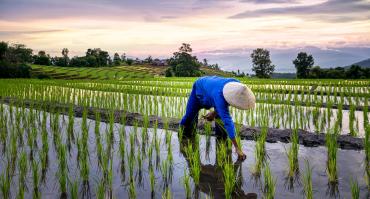 agriculture in Vietnam