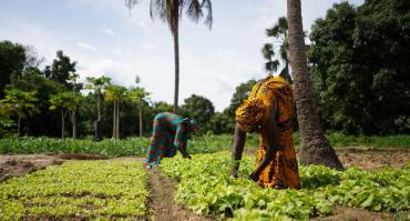West Africa farming