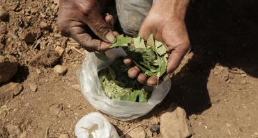 coca leaves