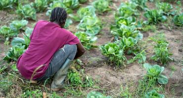 farmer in Ghana