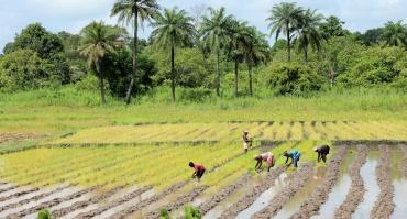 farmers