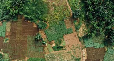 smallholder farm