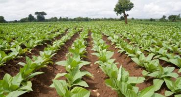 farm in Malawi