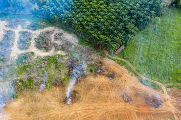 land clearing for palm oil plantation
