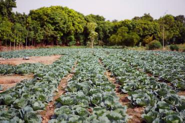 training farmers to employ row planting
