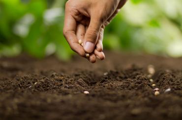 Planting seeds