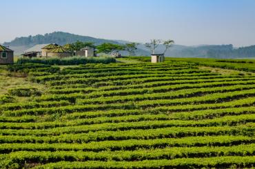 Farm in Uganda