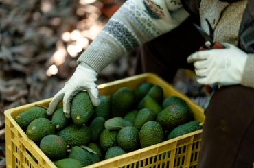 Mexican avocados