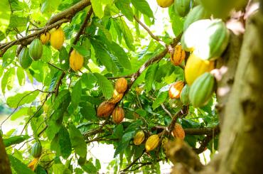 Cocoa in Brazil