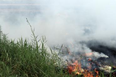 Crop burning