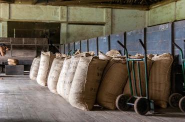 Bags of grain