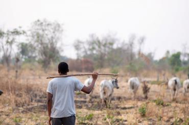 Herder in Nigeria
