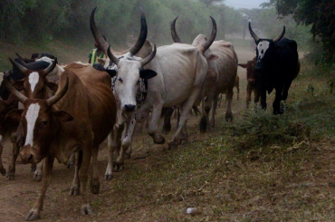 Livestock