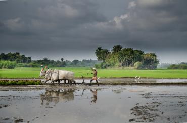 Rice paddy in India