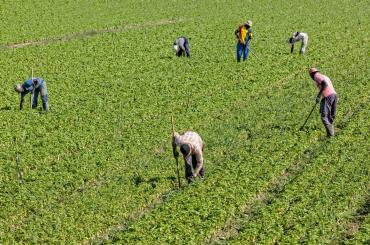 Workers on a farm