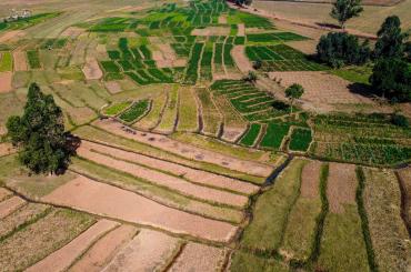 Rice field