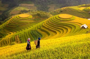 Agriculture in Vietnam