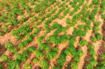 Cassava