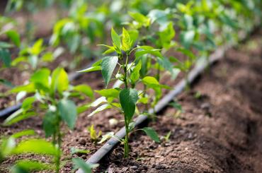 Irrigation