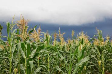 Maize
