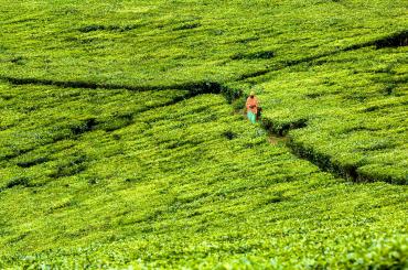Uganda farm
