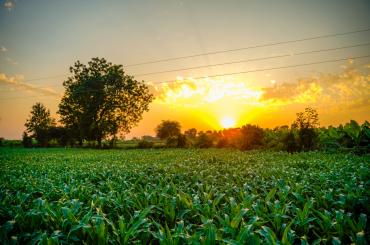 Farm in India