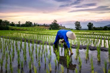 agriculture in Vietnam